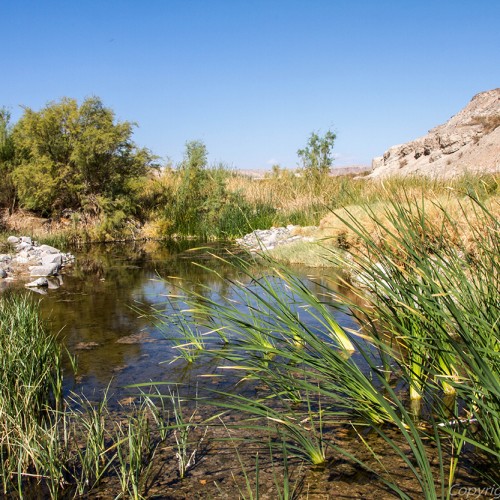 Amargosa Vole - Amargosa Conservancy