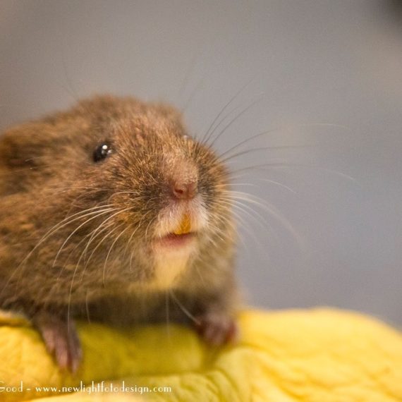 Amargosa Vole - Amargosa Conservancy