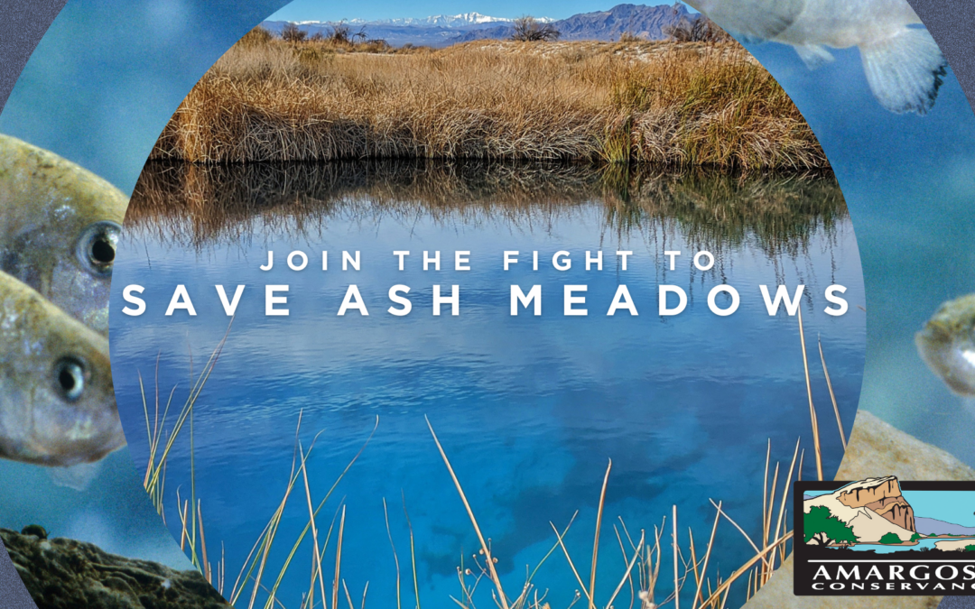 Action Alert: Save Ash Meadows