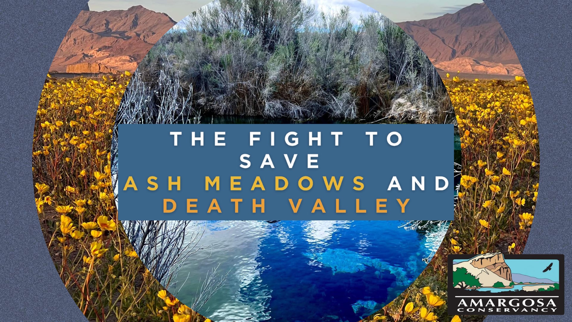 Amargosa Conservancy Save Ash Meadows