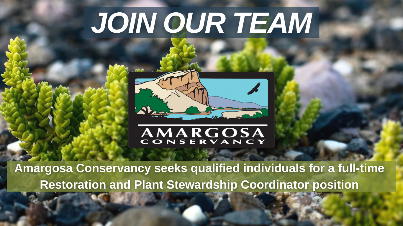 Amargosa Conservancy seeks qualified individuals for a full-time Restoration and Plant Stewardship Coordinator position