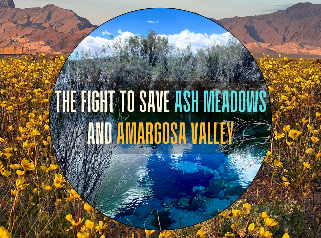 Amargosa Conservancy Save Ash Meadows